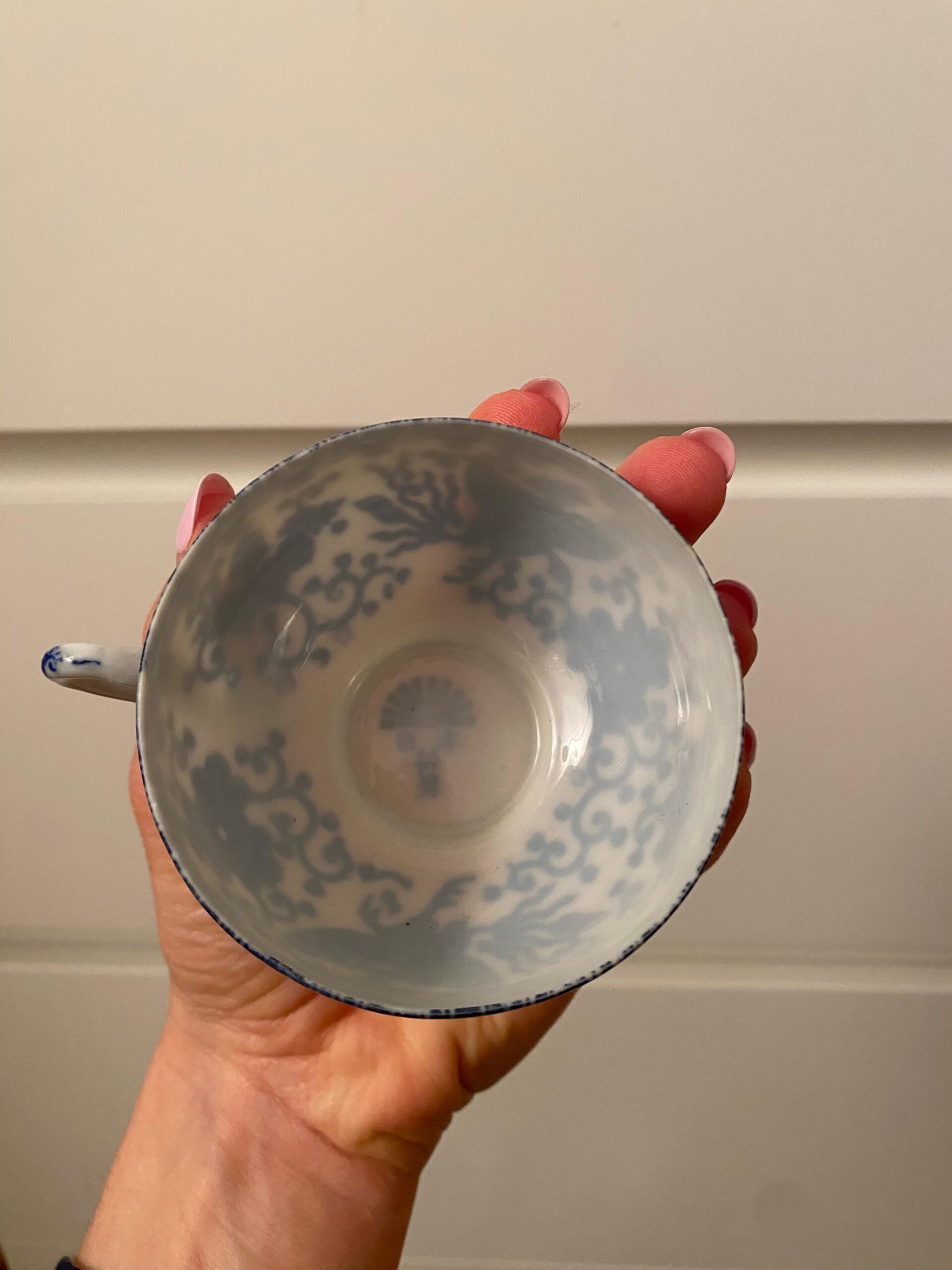 sansevieria laurentii sansevieria laurentii