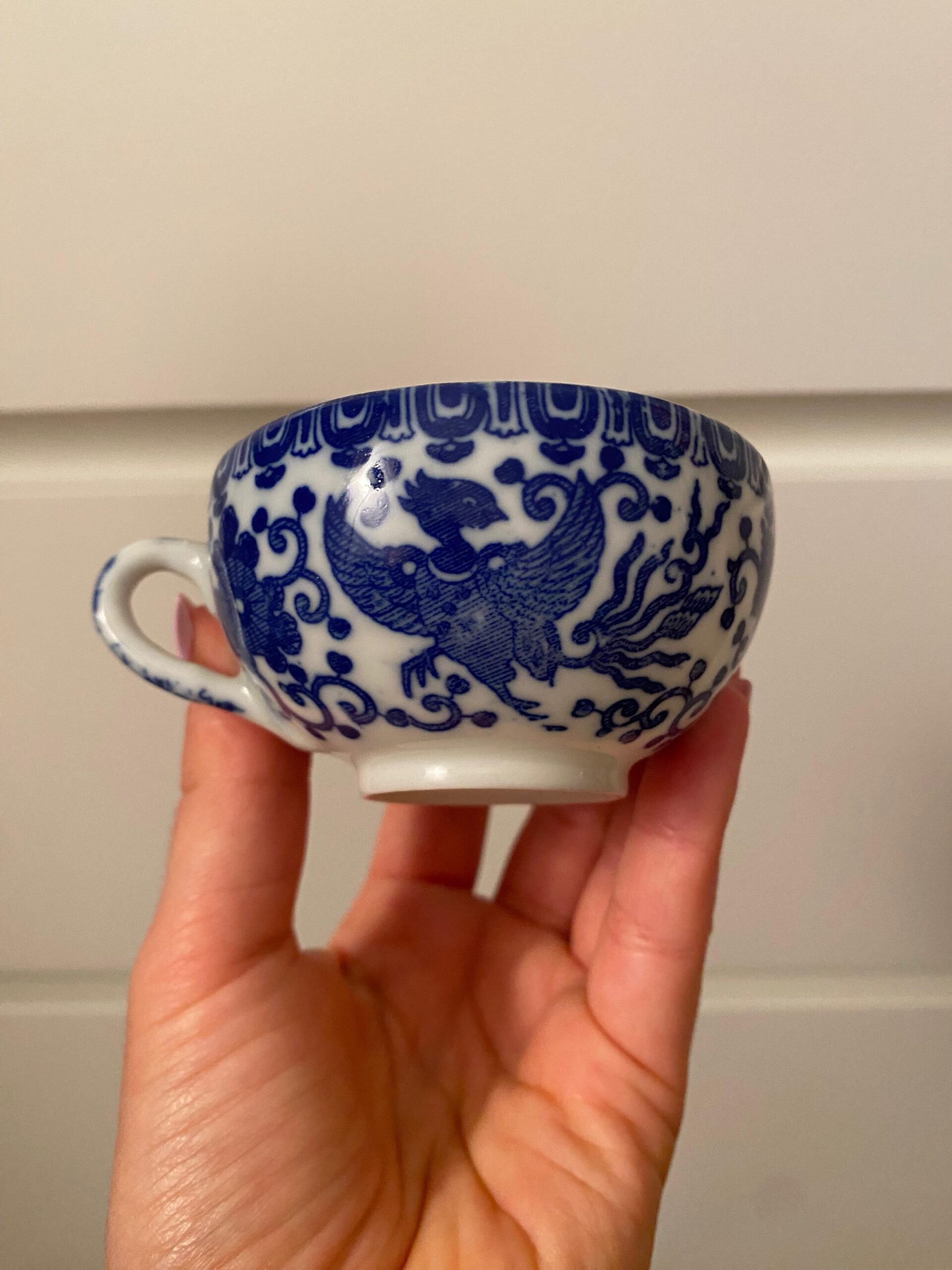 sansevieria laurentii sansevieria laurentii